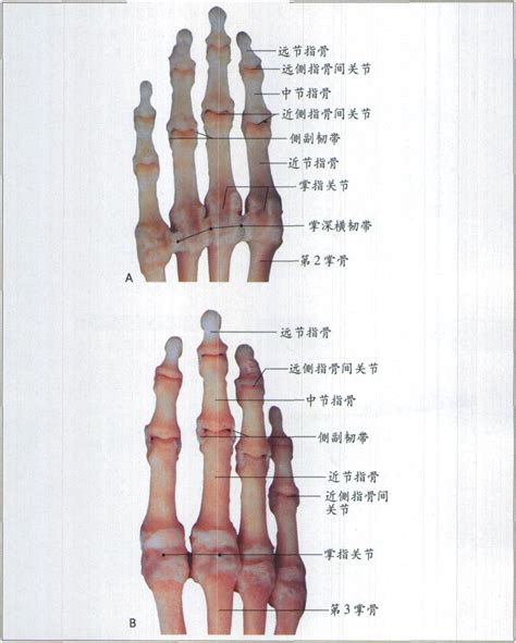 手指指|指骨